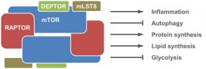 mTOR pathways