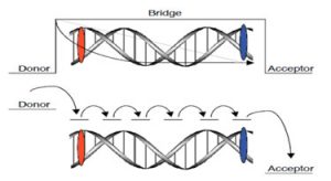 Electron Transport