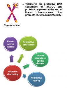 telomere